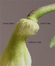  Calyx